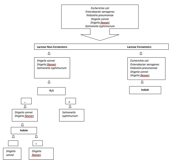 Flow Chart For Unknown Bacteria